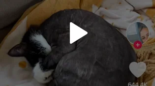 Gatto sedicenne star di Tiktok